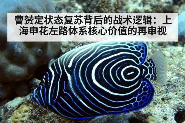 曹赟定状态复苏背后的战术逻辑：上海申花左路体系核心价值的再审视